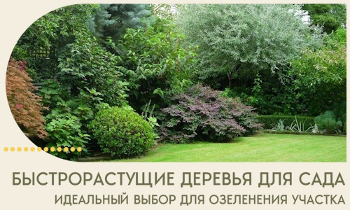 Быстрорастущие деревья для сада идеальный выбор в Старой Руссе