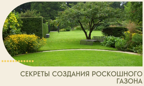 Секреты создания роскошного газона в Старой Руссе